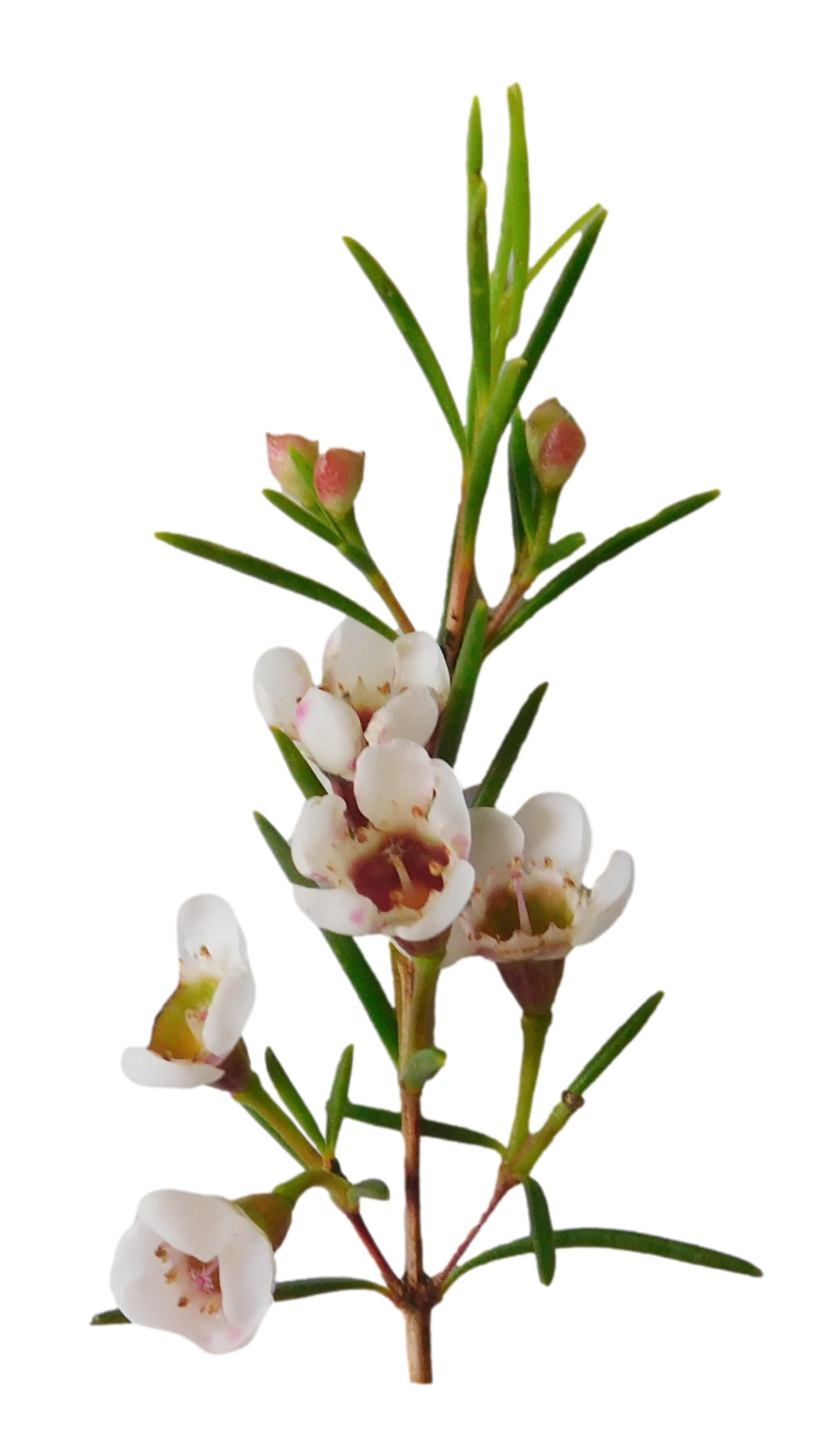 Wax Flower